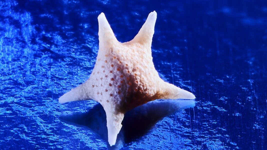 This isn’t a starfish—it’s a rare sand found only in Japan