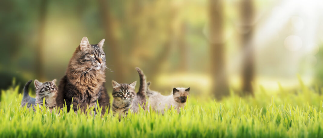 Shy Cat Befriends Woman, Then Introduces Her To Kittens: ‘Been Chosen’