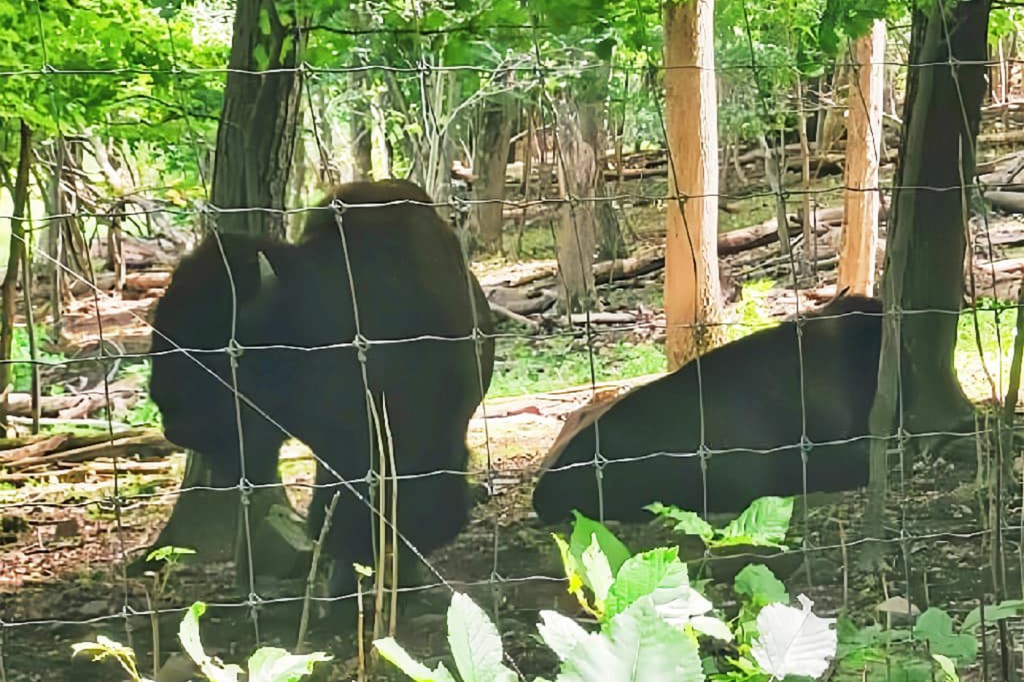 Three bison escaped from Connecticut farm, four bison came back: ‘Maternity leave’