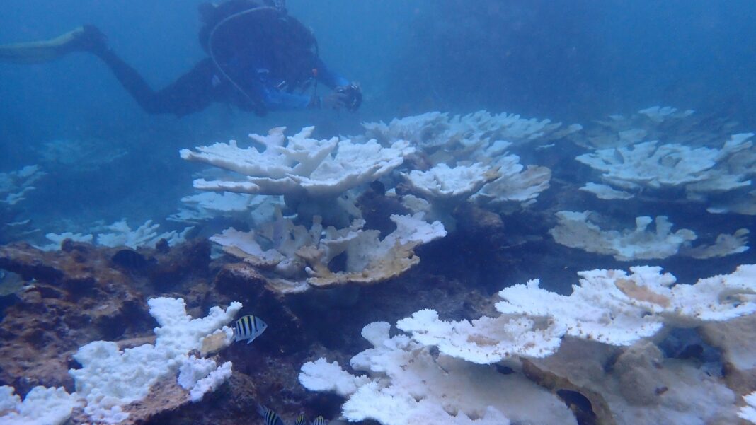 For Florida corals, unprecedented marine heat prompts new restoration strategy — on shore