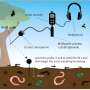 Crackles, clicks and pops—now we can monitor the ‘heartbeat’ of soil