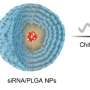 Novel nanoparticle therapy targets fat absorption to combat obesity