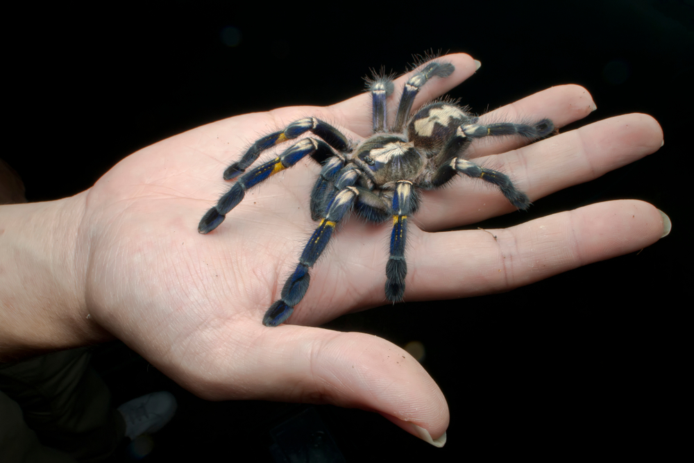 11 Unusual Facts About the Creepy Spider — Some Have No Eyes at All