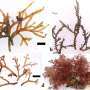 Invasive seaweed may better adapt to changes than native species in Hawaii waters