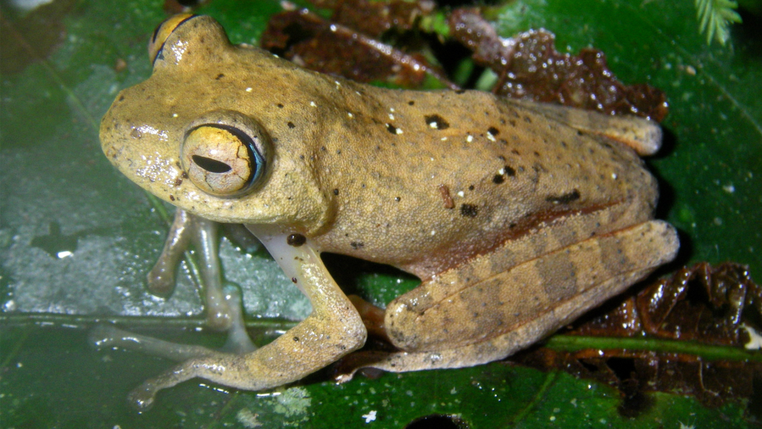 Seven new frog species named for their ‘Star Trek’-esque calls