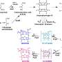 Targeting bacteria: Auxiliary metabolic genes expand understanding of phages and their reprogramming strategy