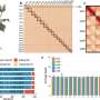 Houttuynia cordata: Analyzing the genome behind the medicinal plant