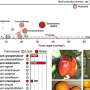 Enhancing crop potential of Solanaceae with biotechnology for food security